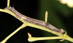 Erebus walkeri