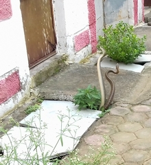 Ptyas mucosa
