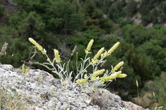 Sideritis catillaris