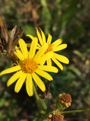 Jacobaea grandidentata