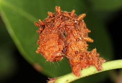 Erebus walkeri