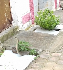 Ptyas mucosa