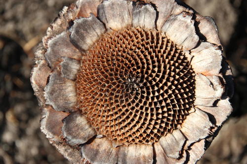 Protea cynaroides