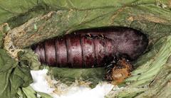 Erebus walkeri