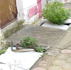 Ptyas mucosa