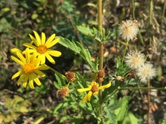 Jacobaea grandidentata