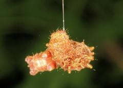 Erebus walkeri