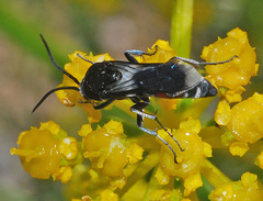 Pseudopompilus humboldti