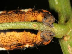Erebus walkeri