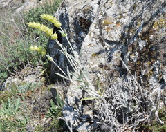 Sideritis catillaris