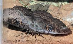 Erebus walkeri