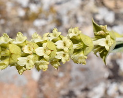 Sideritis catillaris