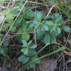 Vaccinium vitis-idaea