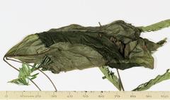 Erebus walkeri