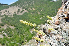 Sideritis catillaris