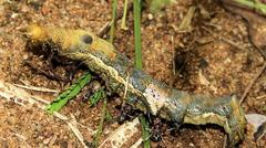 Erebus walkeri