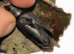 Erebus walkeri