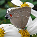Mariposa Alas de Telaraña M - Photo (c) Sean McCann, algunos derechos reservados (CC BY-NC-SA)
