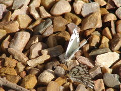 Belenois gidica abyssinica