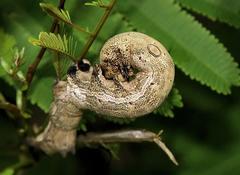 Erebus walkeri