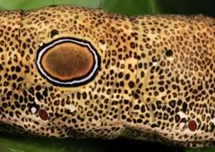 Erebus walkeri