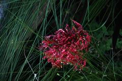 Haemanthus