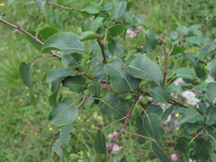 Pyrus communis caucasica