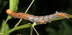 Erebus walkeri