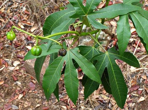 Jatropha variifolia image