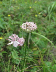 Astrantia trifida