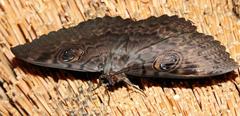 Erebus walkeri