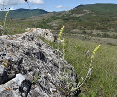 Sideritis catillaris