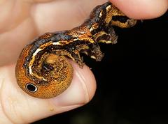 Erebus walkeri