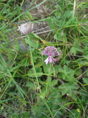 Astrantia trifida