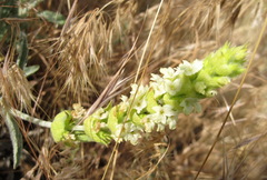 Sideritis catillaris