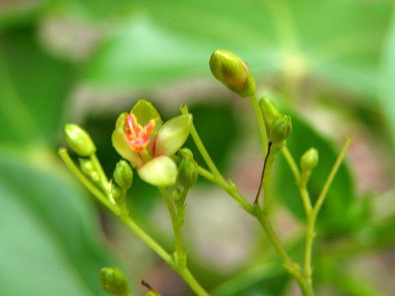 Jatropha variifolia