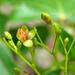 Jatropha variifolia - Photo (c) Kate Braun, some rights reserved (CC BY-NC), uploaded by Kate Braun