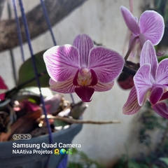 Phalaenopsis