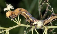 Erebus walkeri