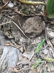 Rhinella horribilis