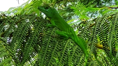 Anolis cuvieri