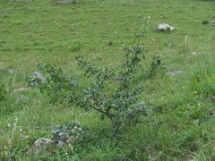 Pyrus communis caucasica
