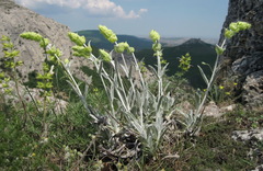 Sideritis catillaris