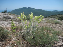 Sideritis catillaris