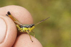 Podismopsis poppiusi