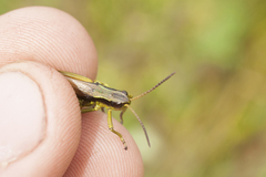 Podismopsis poppiusi