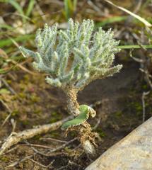 Eriospermum dregei