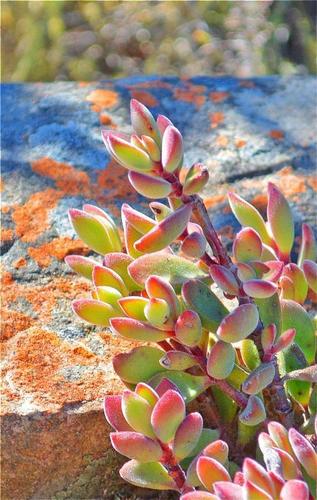 Crassula rogersii