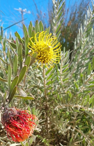 Redelinghuys Pincushion (Leucospermum arenarium)