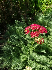 Anthophila